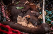 Enam Orangutan Berpacu Menemukan Jalan Pulang