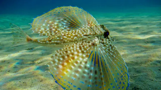 makhluk laut cantik