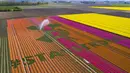 Nursery S. Schouten membuat karya seni berisi pesan dukungan bertulis ‘#StayStrong’ untuk melawan virus corona COVID-19 di ladang tulip di Bant, Belanda, Minggu (26/4/2020). Karya seni ini terbuat dari tiga juta bunga tulip. (AP Phto/Stef Hoffer)