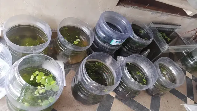 Cara Budidaya Ikan Hias Modal Sepasang Rp20 Ribu, 5 Bulan Panen Ratusan Ekor