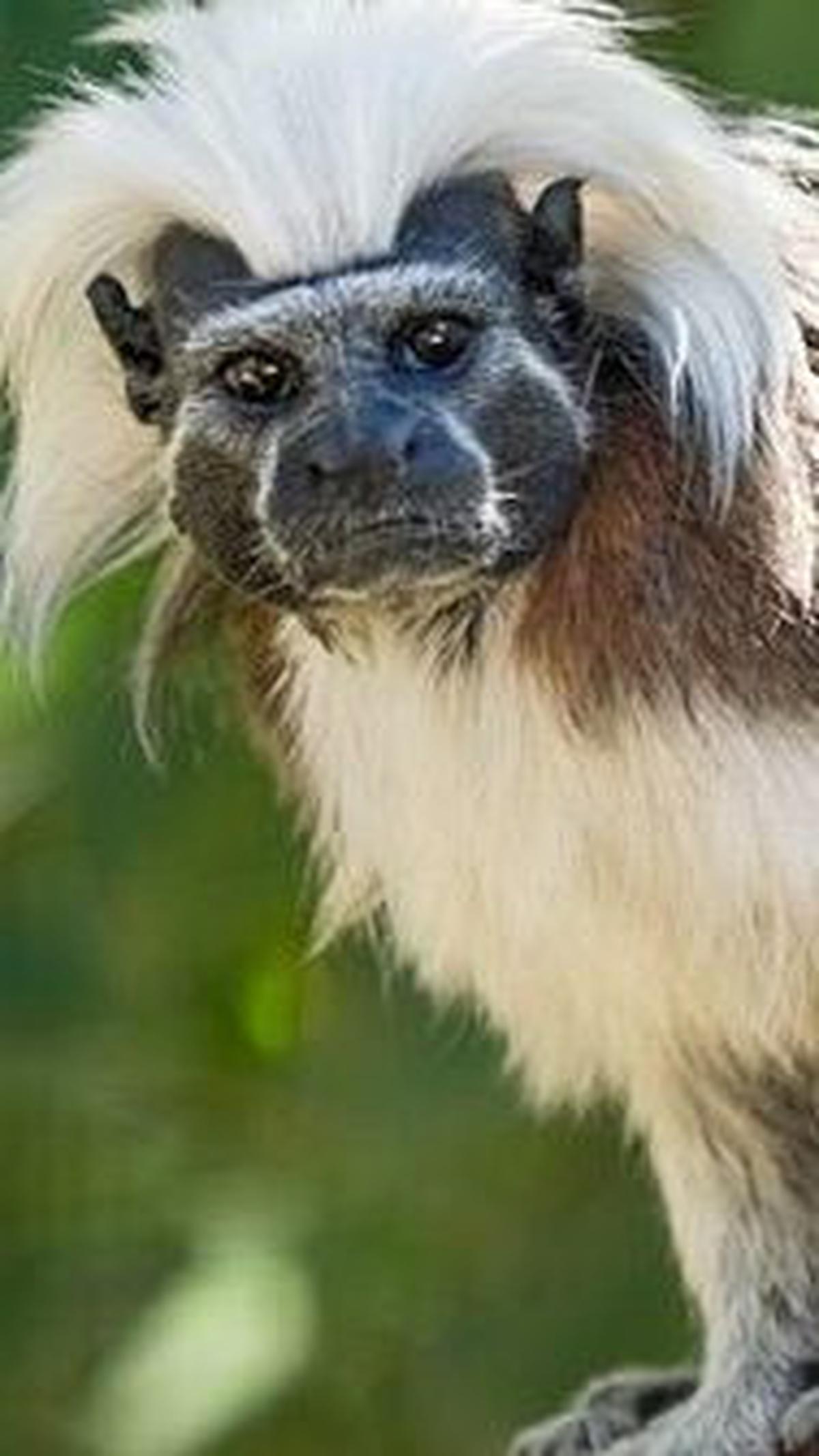 6. Tamarin Berkepala Kapas<br>