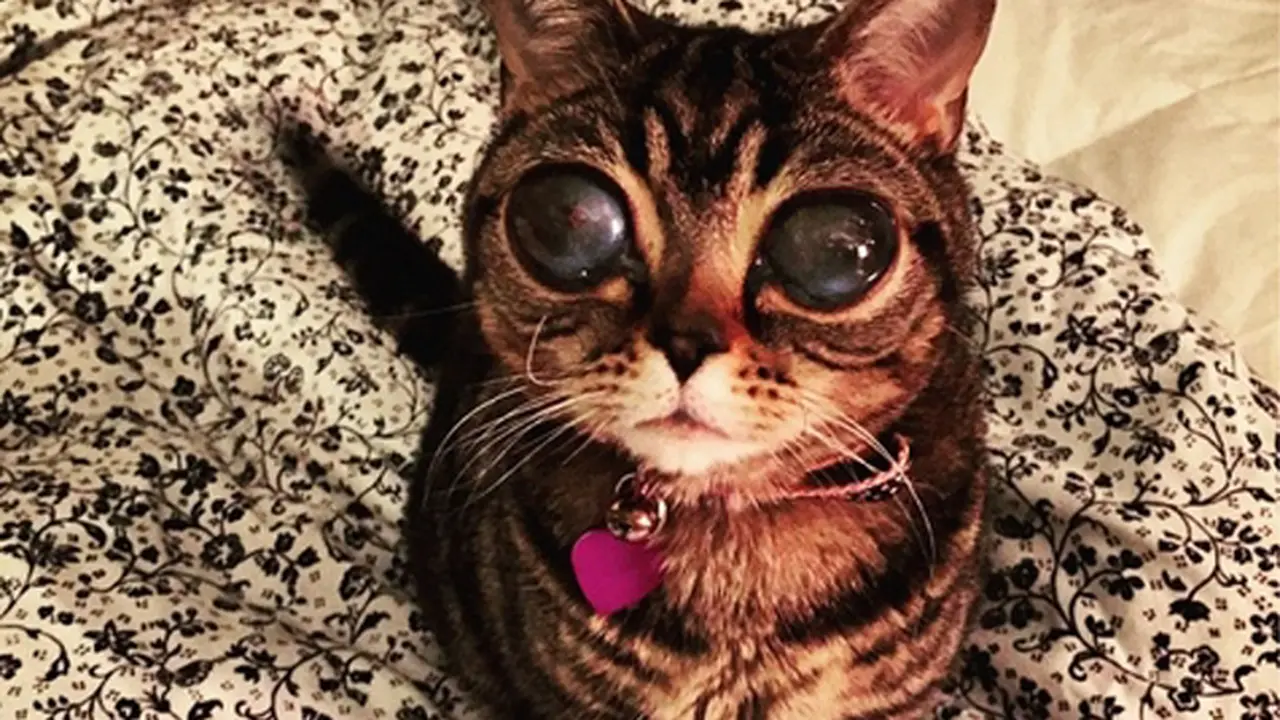 Matilda, Kucing Alien yang Jadi Buah Bibir di Instagram