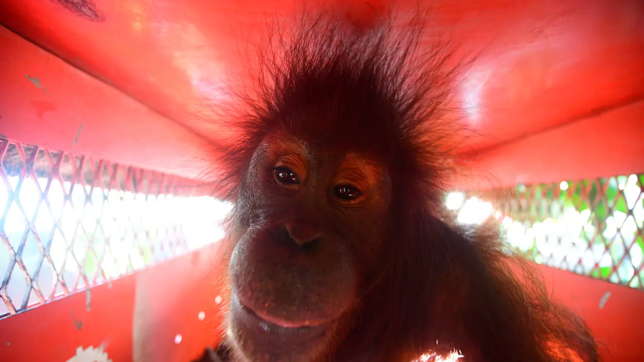 Orang Utan Bagus, Ebony, dan Roby Pulang ke Hutan Jelang HKAN 2026