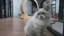 Di Jakarta Pusat, terdapat salah satu hotel kucing yang memiliki kapasitas hingga 58 ekor. Tampak dalam foto, salah satu kucing peliharaan yang menginap di sebuah hotel khusus hewan di Jakarta Pusat, Kamis (19/3/2026). (merdeka.com/Arie Basuki)