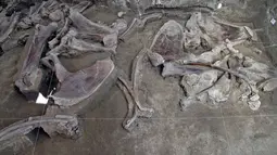 Gambar selebaran yang dirilis pada  6 November 2019 menunjukkan tulang mammoth yang ditemukan di Tultepec, Meksiko. Tim arkeolog menyakini penemuan kerangka mamalia purba zaman es tersebut berusia 14.000 tahun. (Photo by HO / INAH / AFP)