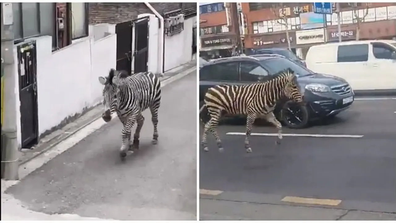 Video Zebra Kabur dari Kebun Binatang di Seoul Ini Bikin Heboh Netizen
