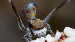 Ada 7 spesies baru yang ditemukan oleh para ilmuwan Sydney yang termasuk dari Laba-laba merak Australia ini. (Reuters/Jurgen Otto)