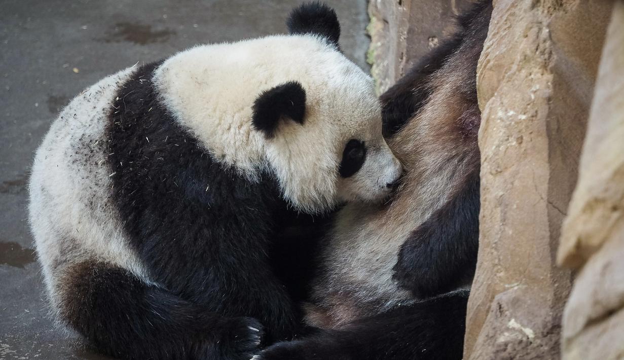 Foto Melihat Tingkah Lucu Anak Panda Di Kebun Binatang Global