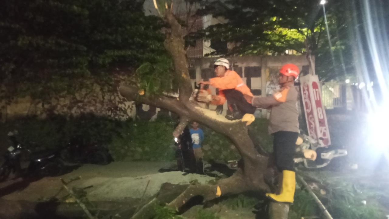 Pohon Tumbang di Depan Kampus Unpad Jatinangor, Tiga Pengendara Motor Luka Berat Usai Tertimpa
