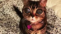 Matilda, kucing berusia 2 tahun ini menjadi viral karena memiliki mata besar seperti alien.