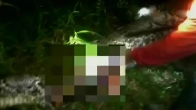 Petani Mamuju Ditelan Ular Hidu-Hidup Saat Garap Kebun