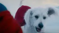 17 Easter Egg yang Muncul di Trailer Superman Terbaru, Ada Krypto si Anjing Super (doc: Warner Bros)