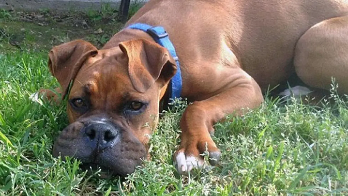Coba Makan Lebah: Ini Yang Terjadi Pada Hidung Beberapa Anjing - Photo