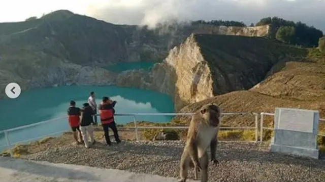 Monyet ekor panjang