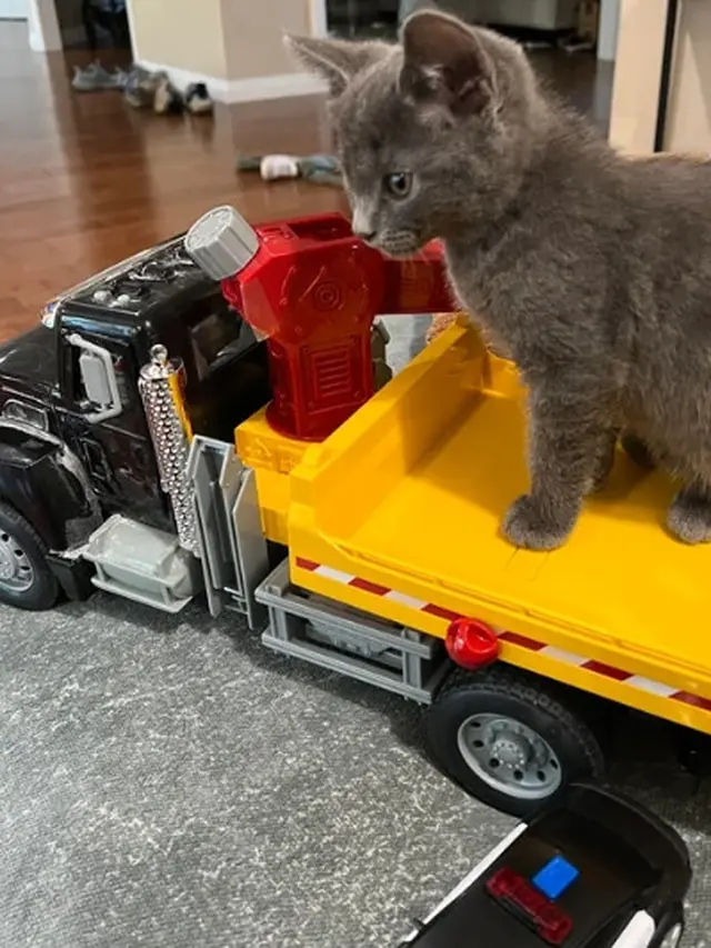 7 Momen Lucu Kucing Naik Mobil Mainan, Ekspresinya Bikin Gemas