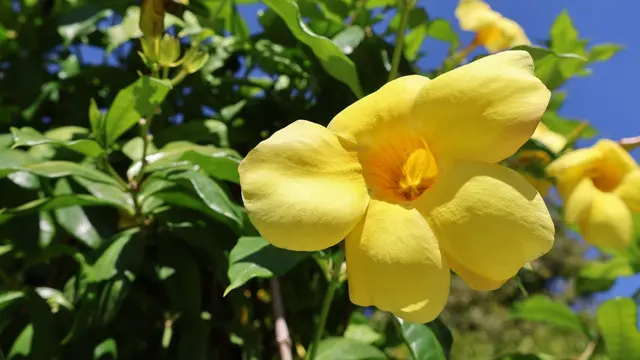 Alamanda