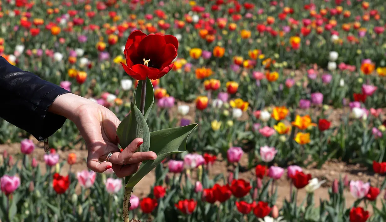 Pengunjung memetik bunga tulip di Cornaredo, Italia, (29/3). Lahan berisikan bunga tulip ini merupakan tempat penanaman pertama di Italia. Taman bunga tulip ini dibuka pada tanggal 28 Maret. (AP/Antonio Calanni)