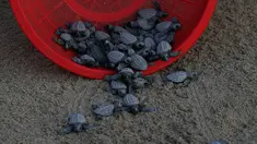 Sejumlah anak penyu sisik dilepaskan di pantai Sayulita, Meksiko (2/12). Anak penyu ini adalah hasil konservasi yang dilakukan oleh organisasi "Red Tortuguera". (AP Photo/Marco Ugarte)