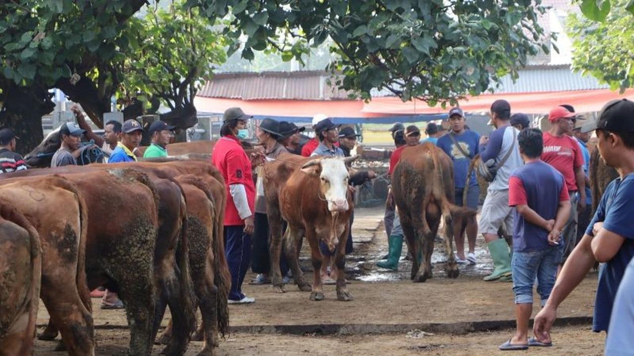 Permintaan Sapi Kurban Ponorogo Melonjak Jelang Idul Adha, Harga Ikut Meroket