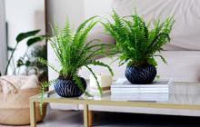 9 Tanaman Hias dengan Daun Keriting yang Punya Tampilan Unik, Cocok untuk Mempercantik Rumah