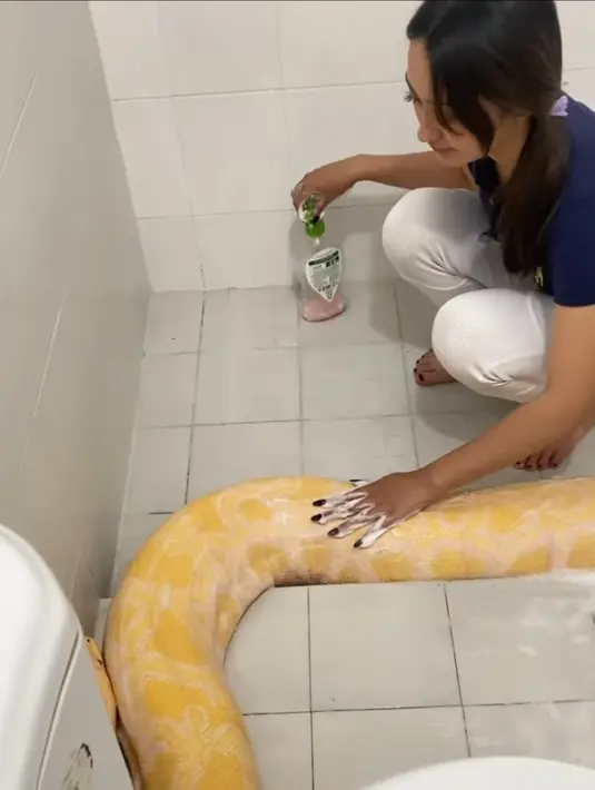 Memakai sabun khusus, Memes Prameswari terlihat antusias membersihkan kulit reptil unik ini. Warnanya yang kuning cerah jadi istimewa pada ular berumur 4 tahun. Panjangnya 4,2 m. Beratnya 55 kg. (Liputan6.com/IG/@memes_prameswari)