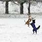 Seorang wanita melihat anjing bermain di taman saat salju pertama turun di Kota Lviv, Ukraina, 17 November 2022. Salju pertama musim ini turun di tengah invasi Rusia ke Ukraina. (YURIY SEMCHYSHYN/AFP)