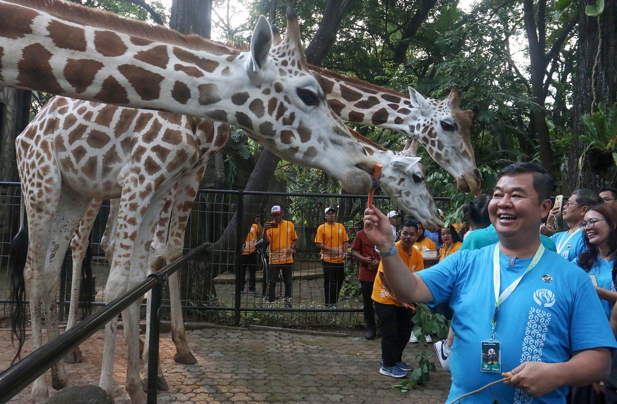 Rajaka, anak jerapah di Taman Margasatwa Ragunan