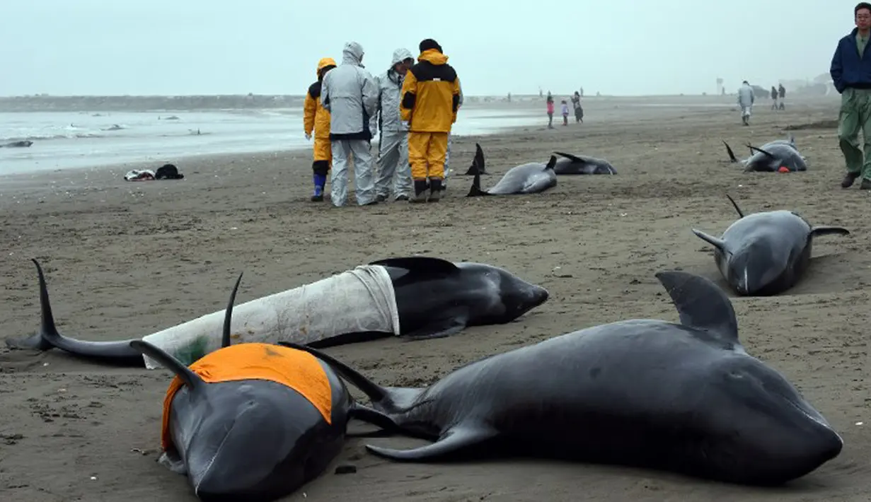 Lebih dari 130 lumba-lumba berkepala ikan paus (Pephonocephala Electra) terdampar di pantai Hokota, Jepang, Jumat (10/4/2015). Ikan paus melon ini merupakan keluarga lumba-lumba yang biasa hidup di laut dalam. (AFP PHOTO/Toshifumi Kitamura)