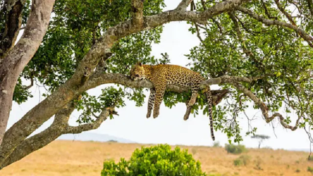 Ilustrasi macan tutul (iStock)