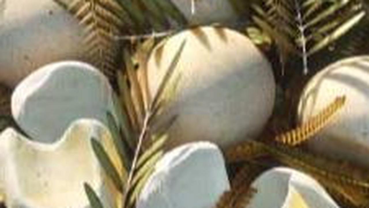 2. Cangkang Fleksibel Dinosaurus<br>