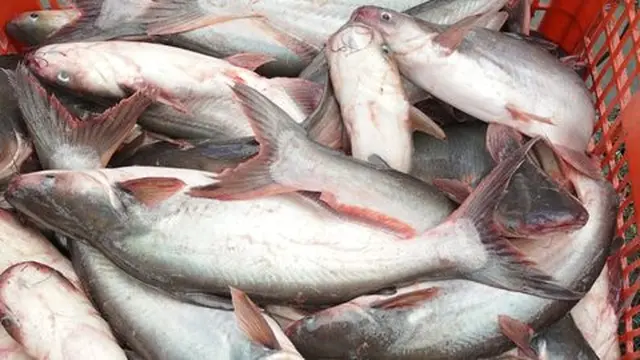 Cara Masak Ikan Patin Asam Pedas yang Lezat dan Menggugah Selera