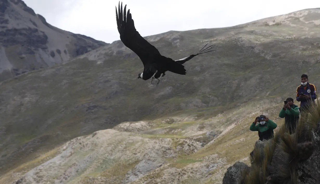 Seekor burung kondor Andes dilepaskan ke alam liar oleh dokter hewan Bolivia, di pinggiran Choquekhota, Bolivia, Selasa (23/2/2021). Dua burung kondor Bolivia yang terancam punah dilepaskan, setelah pulih akibat terjatuh pada Februari. (AP Photo/Juan Karita)