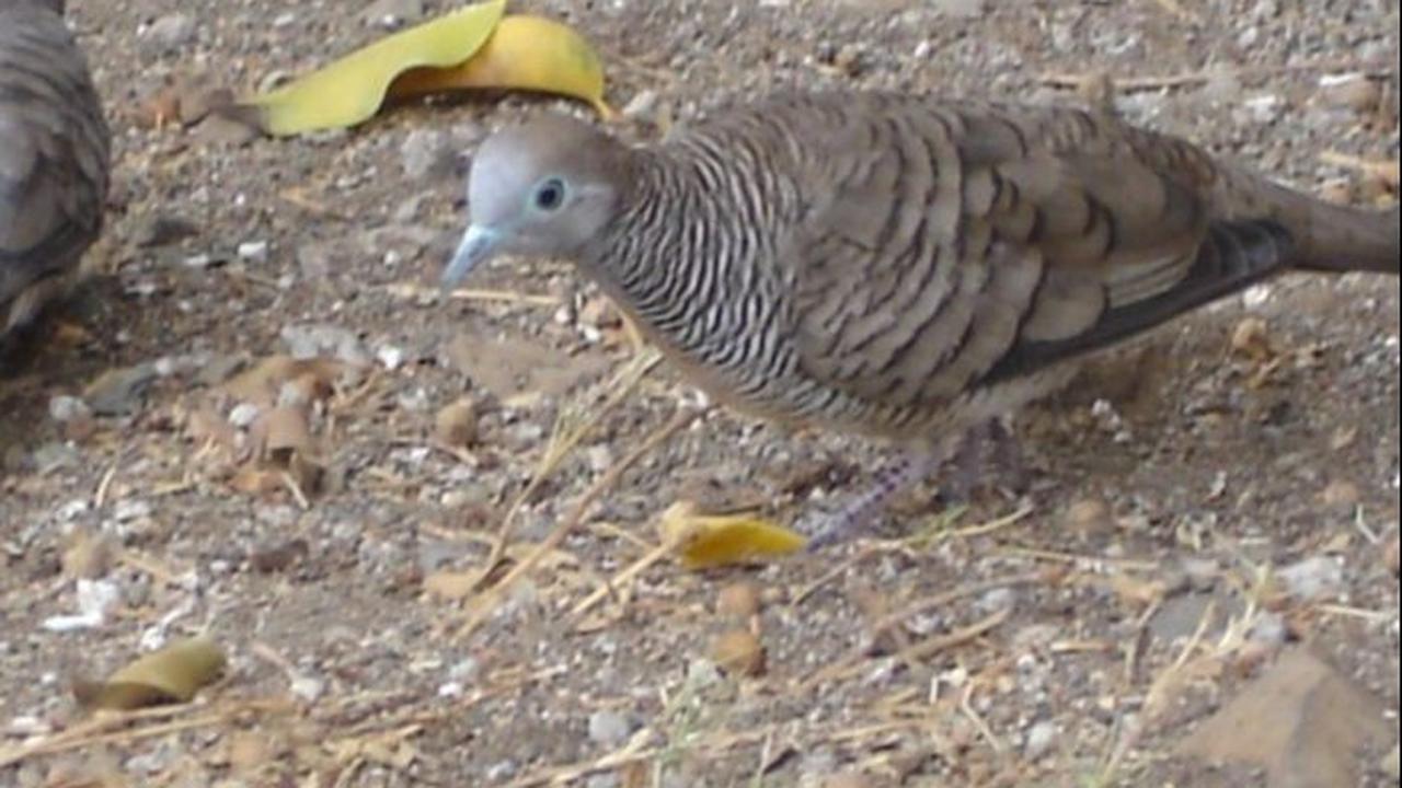 Cara Merawat Burung Perkutut