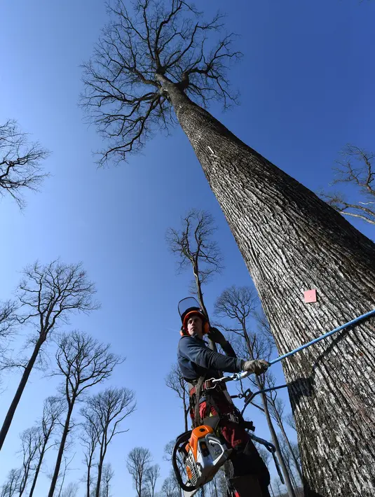 Penebang kayu memanjat pohon ek Sessile berusia 230 tahun untuk rekonstruksi Katedral Notre-Dame de Paris di Foret de Berce, dekat Jupilles, Senin (8/3/2021). Sebanyak 1000 pohon ek akan ditebang untuk membangun kembali puncak menara katedral yang kebakaran pada 2019. (JEAN-FRANCOIS MONIER/AFP)