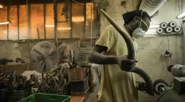 Pekerja menyelesaikan shofar di Bar-Sheshet Ribak Shofarot Israel di Tel Aviv, Israel, (19/9). Shofar adalah alat musik tiup terbuat dari tanduk binatang untuk tujuan ritual keagamaan Yahudi seperti Rosh Hoshana dan Yom Kippur. (AP Photo/Dan Balilty)