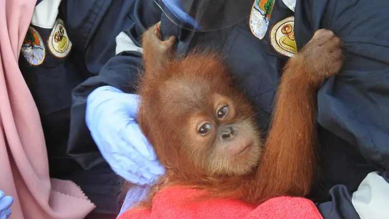 Anakan orang utan sumatra bernama Hope