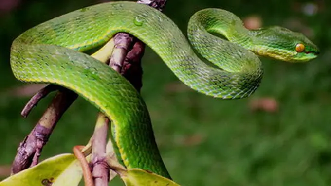 Kenali dan Waspada, Ini 7 Potret Ular Berbisa yang Hidup di Indonesia