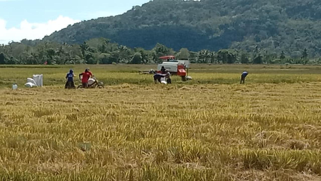 Sejarah Baru, Deflasi Beras September untuk Pertama Kali Sejak 2021