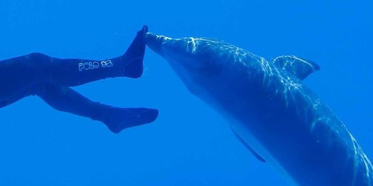 Negara maju kembangkan mamalia laut buat operasi perang