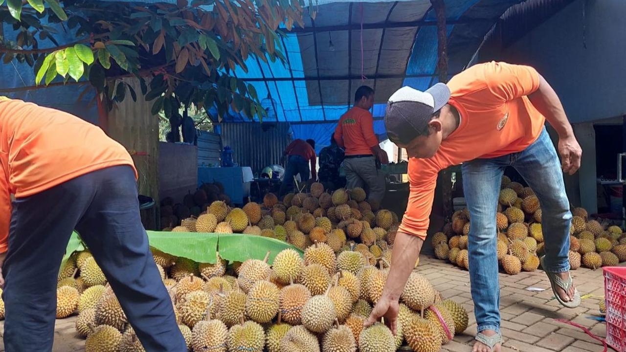 “Raja buah-buahan” yang diselimuti duri ini terus mengalami tren yang positif di kalangan masyarakat China.&nbsp;