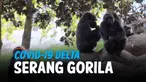 covid serang gorila