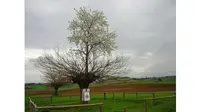 Bialbero de Casorzo, pohon yang tumbuh di atas pohon lainnya di Italia.
