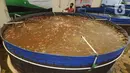 Petani memberi pakan pada ikan nila yang dibudidayakan dengan sistem bioflok di Rumah Al-Balat, Bojongsari, Depok, Kamis (18/2/2021). Dua bulan terakhir petani  ikan nila bioflok kembali menikatkan produksinya sebedar 1,2 ton/ bulan. (merdeka.com/Arie Basuki)
