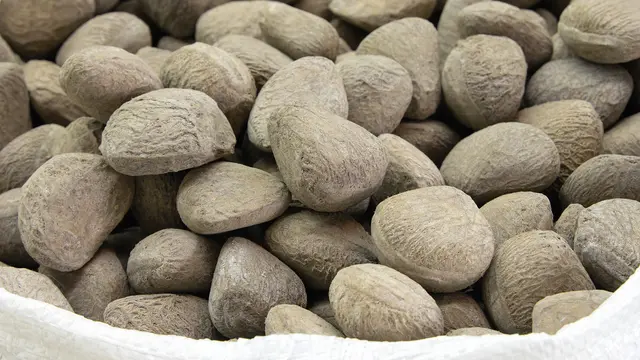 Manfaat Kluwek