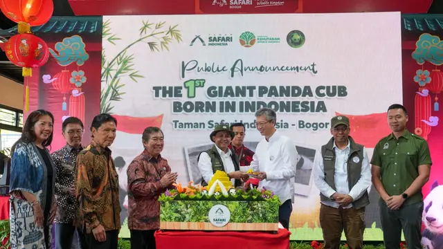 Perayaan 40 Hari Bayi Panda Rio Penghuni Taman Safari Indonesia Bogor, Beratnya Naik 46 Persen