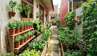 Cara Mengubah Lahan Sempit Samping Rumah Menjadi Kebun Mini, Tetap Rapi dan Produktif