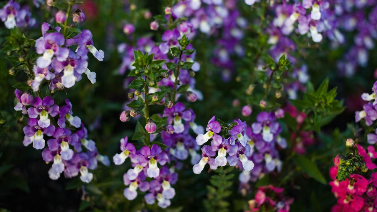 Angelonia (Angelonia angustifolia)