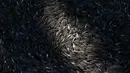 Ribuan ikan mati membusuk dan mengapung di Laguna Rodrigo de Freitas, Rio de Janeiro, Brasil, Jumat (21/12). Laguna itu menjadi tuan rumah bagi beberapa acara selama pertandingan Olimpiade 2016 dan merupakan daya tarik wisata. (AP/Silvia Izquierdo)