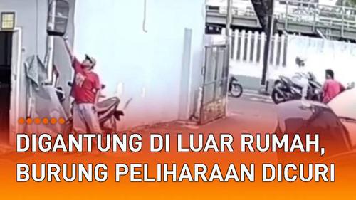 VIDEO: Digantung di Luar Rumah, Burung Peliharaan Dicuri Oknum Pria