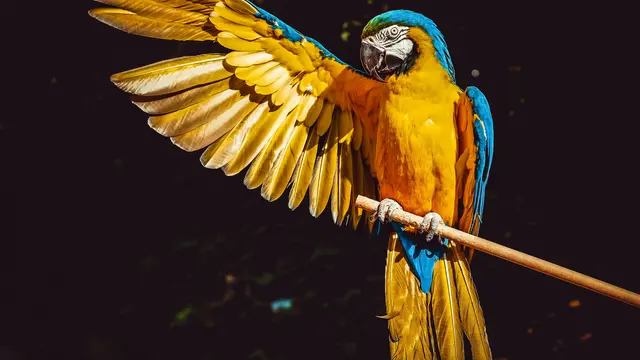 Bird